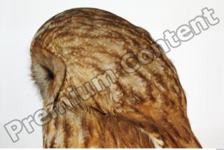 Tawny owl - Strix aluco 0016